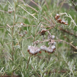South African Wild Rosemary. Used for stomach complaints and cooked with lamb.