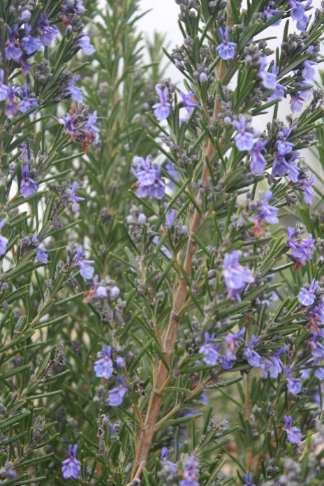 Rosemary 'Jekka's Blue'