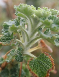 White Horehound. Used in cough medicines.