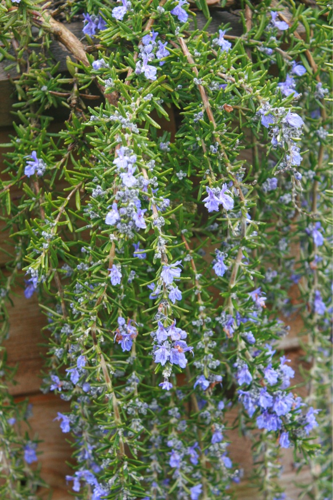 Beautiful trailing Rosemary. Lovely over the sides of raised beds.  Rosemary makes a good herbal. Steep in warm water.